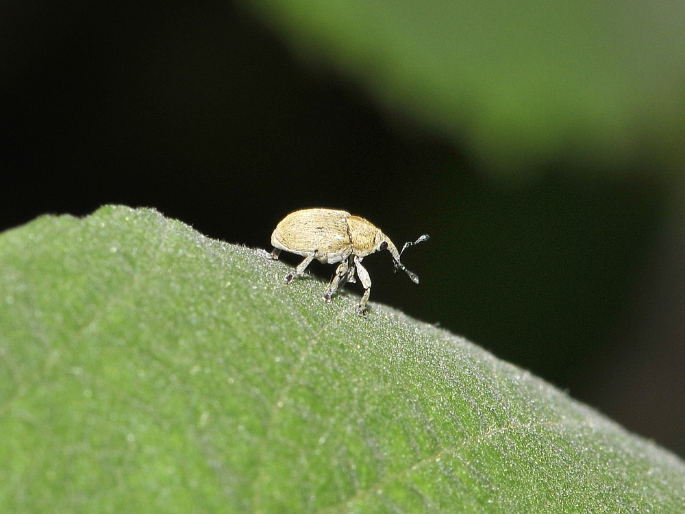Sibinia viscariae (Curculionidae)